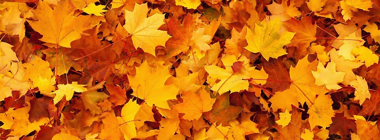Herbst – Hofer’sche Apotheke